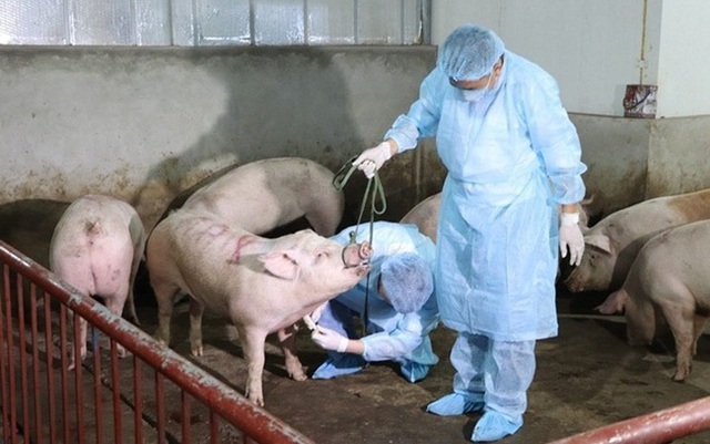 PHƯỜNG LIÊM TUYỀN TĂNG CƯỜNG TRIỂN KHAI CÁC GIẢI PHÁP PHÒNG, CHỐNG DỊCH TẢ LỢN CHÂU PHI